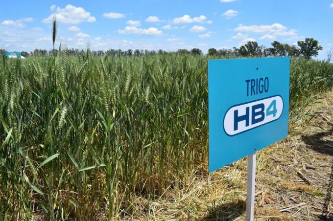 Hito. Estados Unidos aprobó la siembra en sus campos del trigo argentino tolerante a sequía