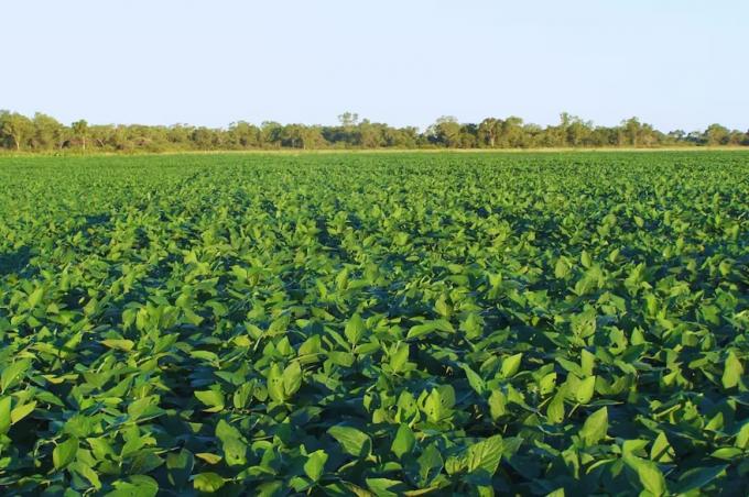 Sorpresa. La soja del NOA tuvo casi un 2% más de proteína que el promedio del país