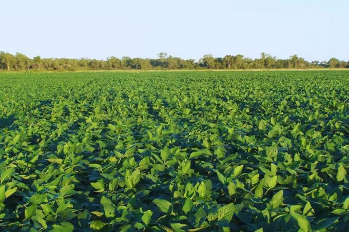 Sorpresa. La soja del NOA tuvo casi un 2% más de proteína que el promedio del país