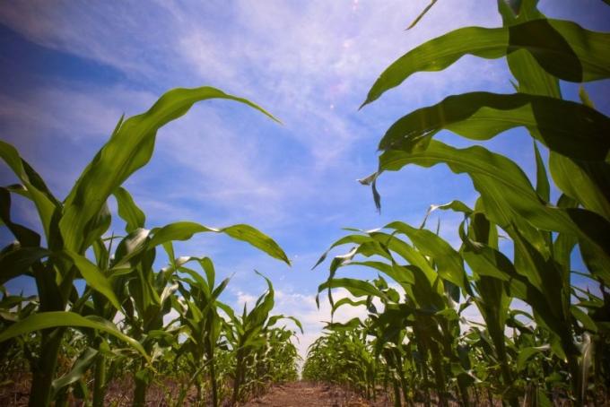 Santa Fe comenzó el ciclo del maíz temprano, con un 20 % menos en su intención de siembra