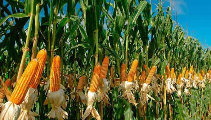 Finalizó la cosecha argentina de maíz con un rinde promedio de 64,9 qq/ha pero una gran dispersión entre temprano y tardío