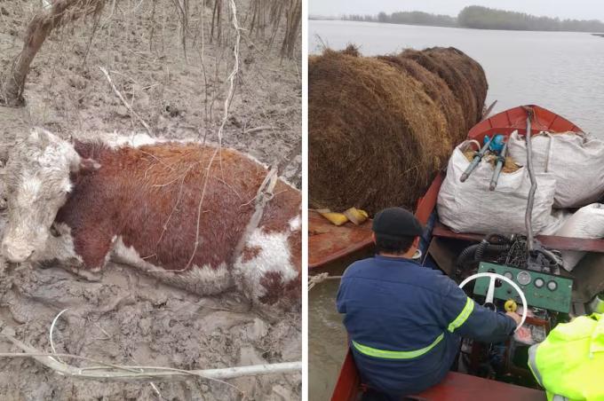 Llevamos 50 vacas muertas el drama que ya deja ver la bajante del río Paraná en una zona de islas