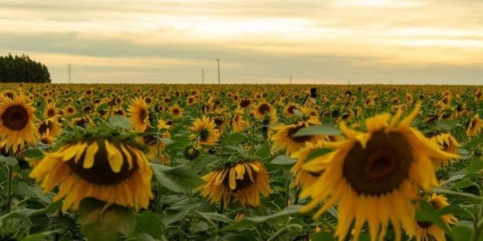 Siguen cayendo las perspectivas de la cosecha mundial de girasol debido a fallas productivas en naciones clave