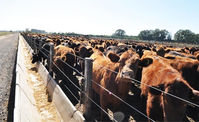 Márgenes finos en los feedlots