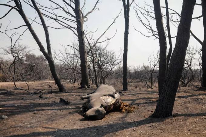 Incendios en Córdoba estiman que 150 productores fueron afectados por el desastre y la provincia prepara una ayuda