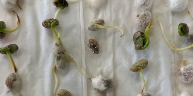 Alerta agronómica. Se disparó a niveles alarmantes las presencia de patógenos en semillas de soja