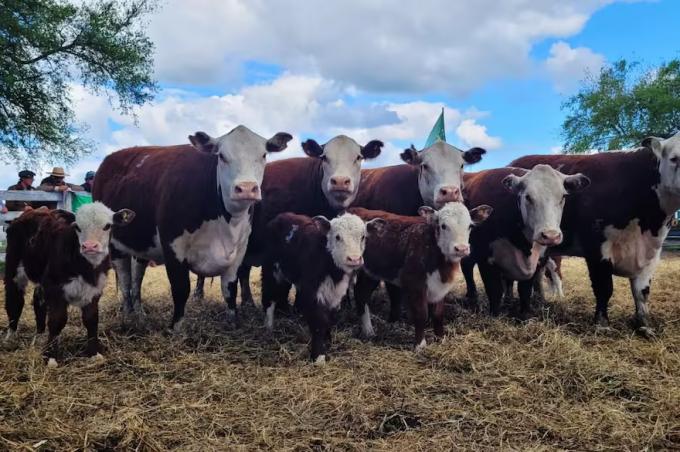 Investigación una novedosa prueba en toros y vacas promete una revolución para la carne vacuna