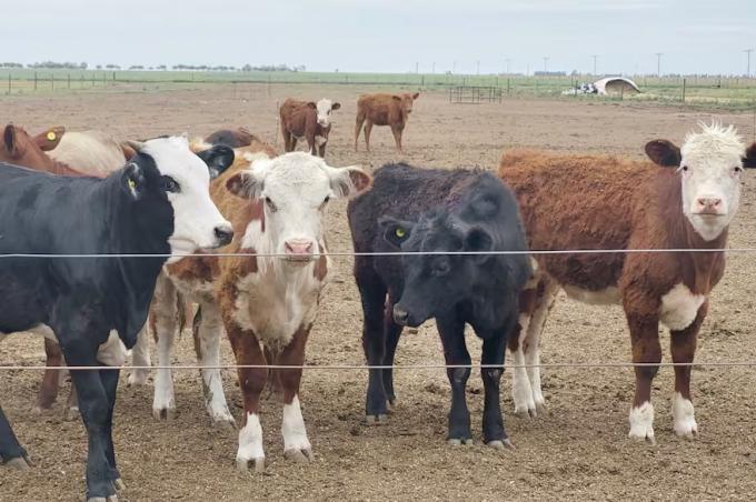 Según un experto cuál es el mejor negocio con las vaquillonas para carne