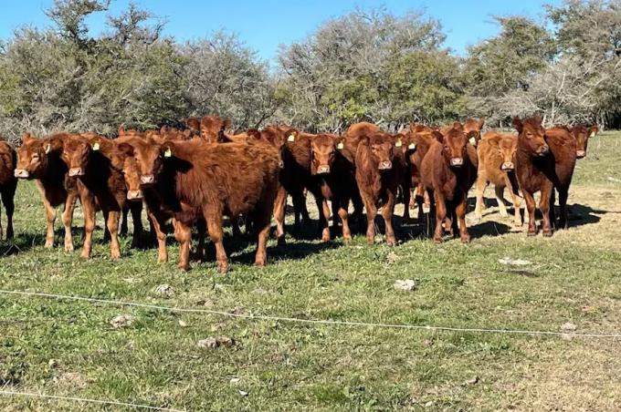 De enorme paso adelante a zánganos de escritorio el chipeo obligatorio del Gobierno para el ganado revivió reacciones encontradas en el campo