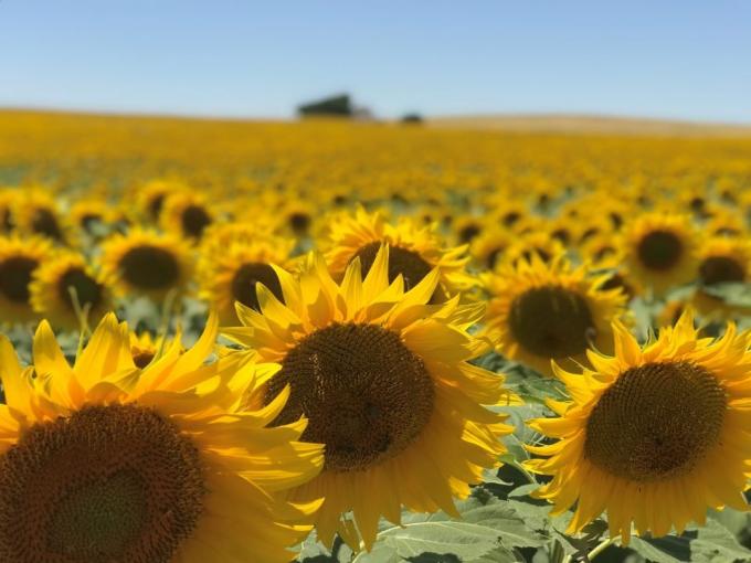 Esta semana se generalizó la siembra de girasol en todas las regiones