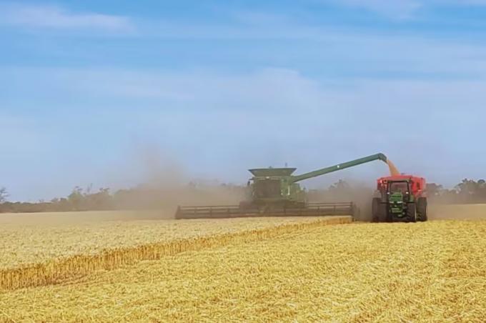 Un avispero que no se mueve y la hora de los micronegocios agrícolas