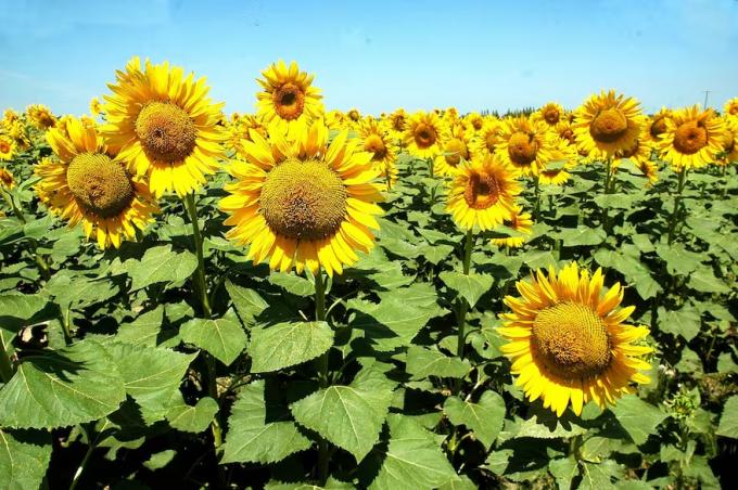 Un cultivo le saca una amplia ventaja a la soja para la siembra en una región productiva