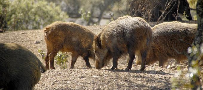 Todo se comienza a desmadrar preocupación por una invasión de jabalíes que asolan en una región con graves pérdidas y generan miedo