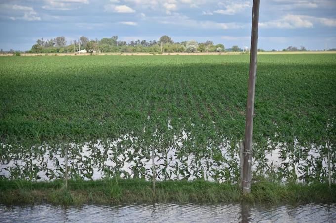 La noticia del momento las lluvias le dieron un empujón decisivo al campo en la larga carrera hasta la cosecha