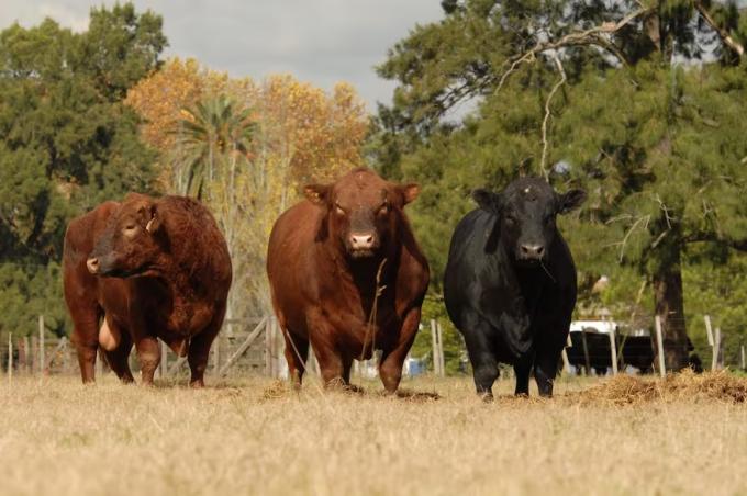 Jugar en primera un mensaje contundente al mundo y, esta vez, sin vuelta atrás para la carne