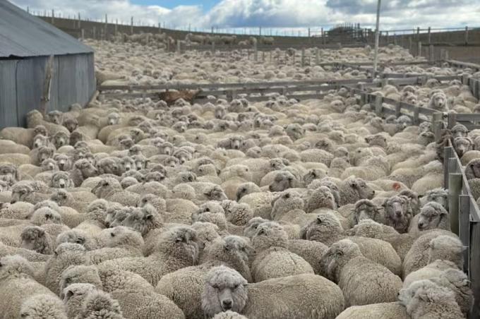 Peor de lo que pensaba perdió $200 millones por la muerte de sus ovejas y cuenta cómo fue el trágico desenlace