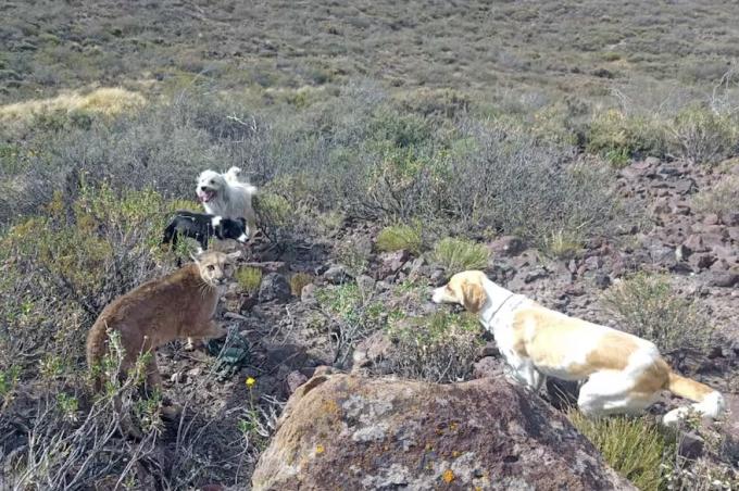 Matan por matar denuncian una catástrofe productiva en la Patagonia por el avance del puma