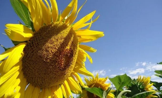 Los que apostaron al girasol se sacaron la “lotería” con la fuerte suba registrada por los precios de la oleaginosa