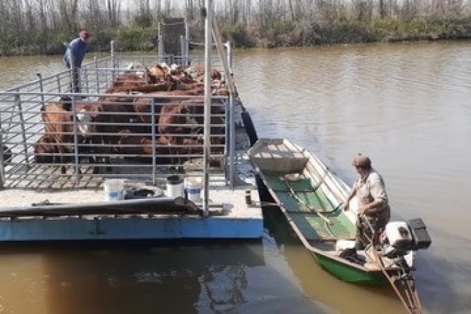 Comunicado de Prensa: Eliminación de la injustificada e inútil medida cautelar sobre el Delta del Paraná.10/11/2024