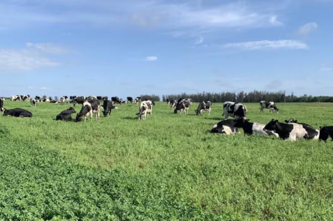 Prevén mejoras en el precio de la leche y se presenta un escenario favorable para los tambos