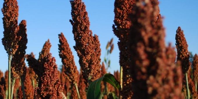 Guerra comercial Comienzan a entonarse los precios de los forwards de sorgo argentino 2024/25 con un cultivo que puede llegar a ser el ganador de la campaña