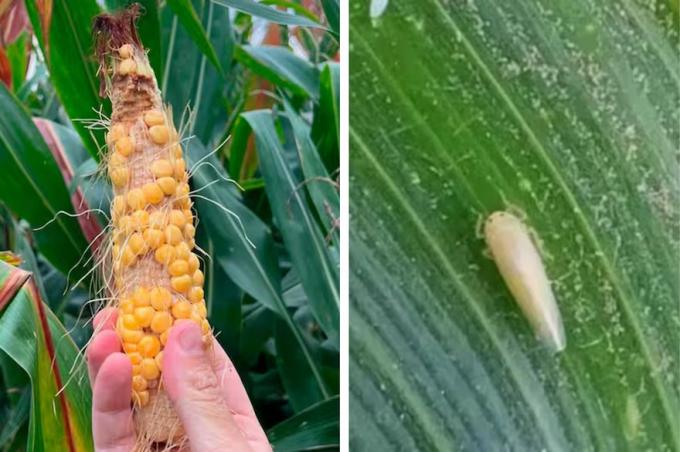 Buena noticia para el maíz la plaga de la chicharrita sigue ausente en casi el 90% de un monitoreo de localidades