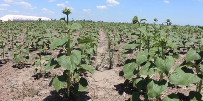 Con la mejora de los precios de exportación la matriz comercial del girasol argentino se internacionalizó