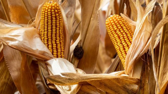 Maíz tardío con la fertilización hay garantía de estabilidad y rendimiento para el cultivo