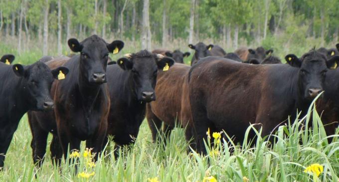 El precio de la carne está limitado por la caída del consumo