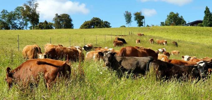  La cepa argentina modificada contra el herpesvirus trasciende fronteras