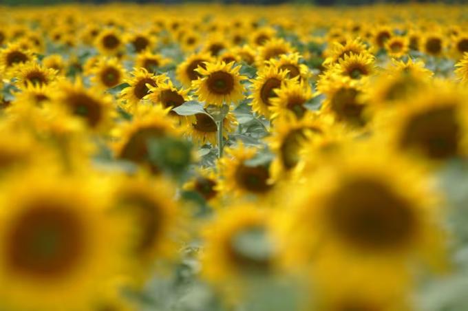 Cultivos de verano girasol y soja, en los extremos de la tabla de márgenes agrícolas 2024/25