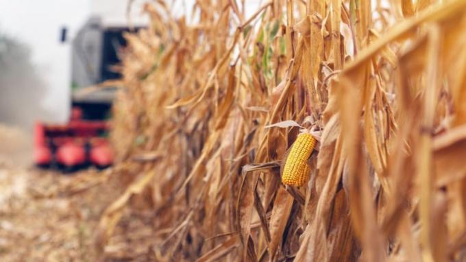 Buena noticia para los maíces tardíos. Sigue cayendo el precio de la urea en el mercado argentino