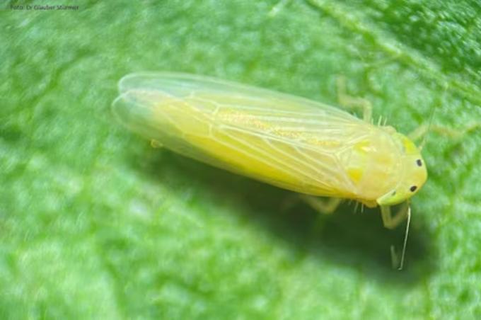 Esto era esperable la chicharrita sigue ausente en la mayor parte del área agrícola, pero aumentó en las zonas endémicas