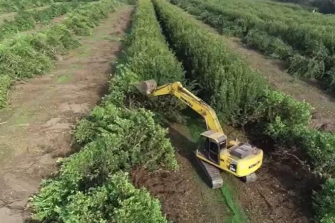 Inédito. Qué pasó con el limón la impactante historia detrás del casi 70% de aumento que tuvo el precio