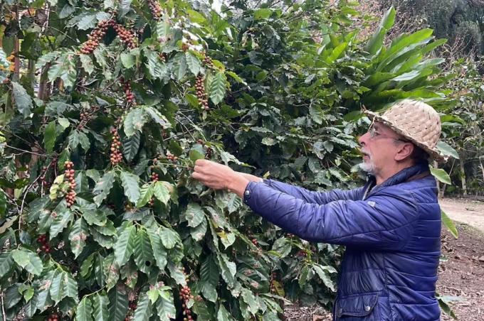 De muy buena calidad la Argentina producirá, por primera vez, café a gran escala para atender el consumo interno