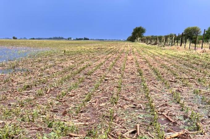 Duro golpe un informe reveló la millonaria pérdida productiva en una importante zona bonaerense