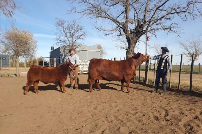 Nueva Miss Mundo una vaca argentina dio el batacazo en una exclusiva competencia y es la mejor en su raza