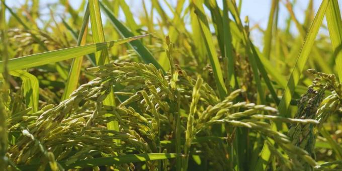 Aumentará un 10,5% la superficie de arroz a nivel nacional