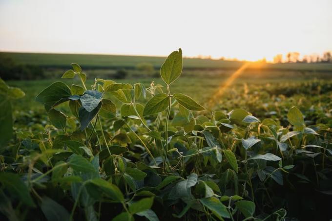 Tormenta perfecta el combo de precios bajos, costos elevados y apreciación del peso que puso en vilo al agro y estalló con los defaults de empresas