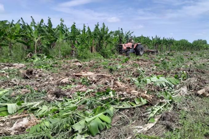 Milei se puso de acuerdo con Insfrán por una crisis agónica, en Formosa destruyeron la mitad de las plantaciones de bananas