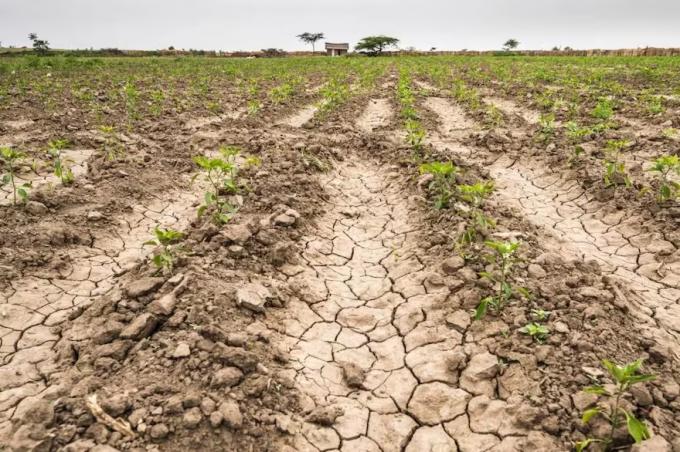 Nuevo escenario la falta de lluvias golpea en un momento crítico para los cultivos