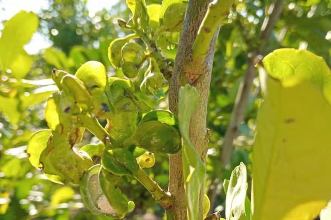 La voraz plaga que ataca a las plantaciones de yerba mate y amenaza con recortar la producción