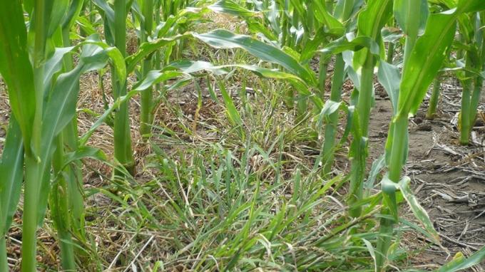 Alelopatía el control de malezas sin herbicidas se vuelve posible a través de las plantas que se envían señales