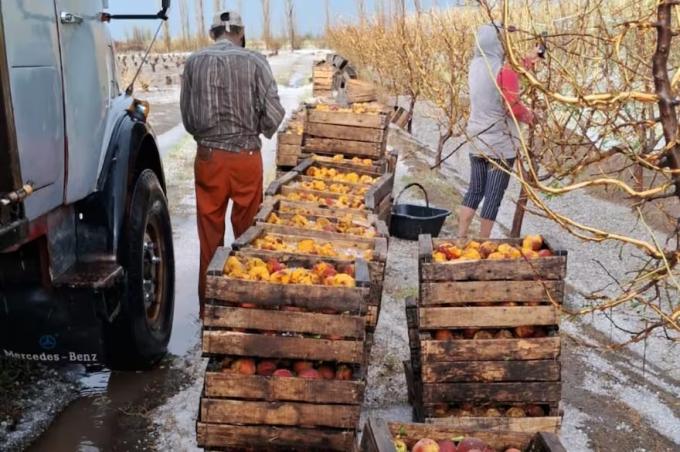 Una feroz tormenta arrasó con miles de hectáreas de viñedos, durazneros y otros frutales a punto de ser cosechados