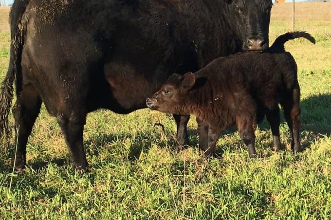 Selección genética la herramienta clave para un buen manejo reproductivo del rodeo de cría