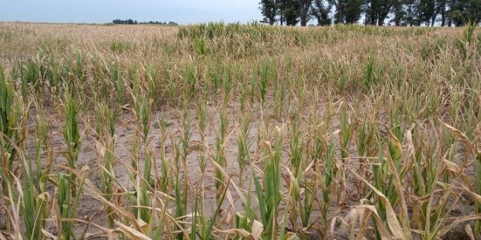 Llega el alivio. El pronóstico promete lluvias generalizadas, pero hay zonas agrícolas que se secaron demasiado