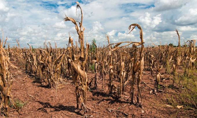 La sequía no da tregua y hace caer la producción de maíz en cuatro millones de toneladas