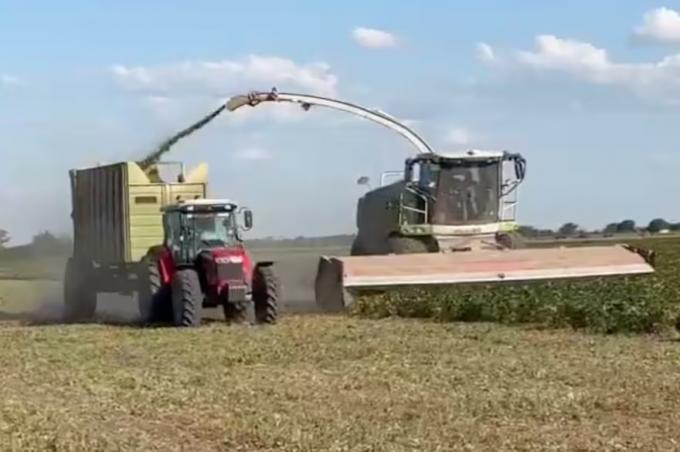 Productores pican soja y maíz que no pueden cosechar por la sequía y deciden utilizarla para alimentación animal