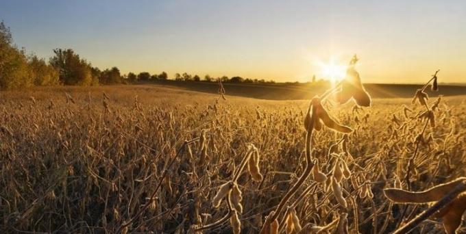 Récord de importación argentina de soja paraguaya pero con un dato preocupante para 2025