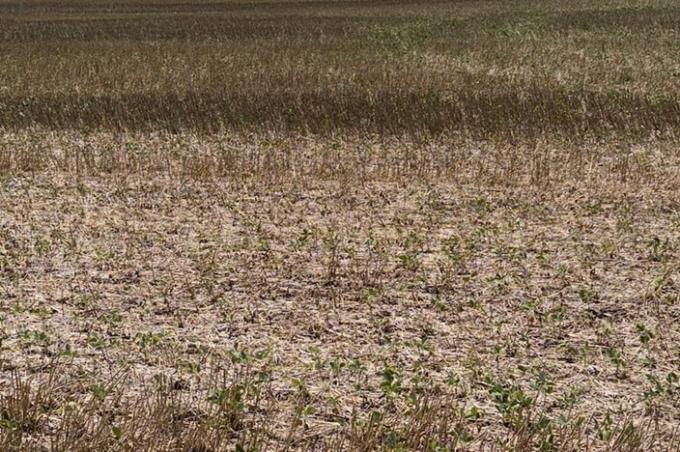 Las lluvias del fin de semana fueron insuficientes para revertir la crítica situación de los cultivos